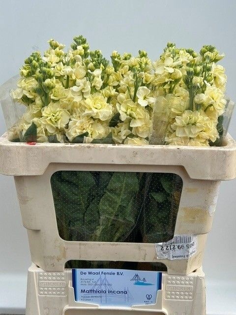 Matth Impala Yellow 50cm