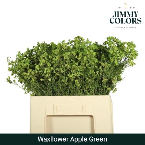 Waxflower L60 Apple Green