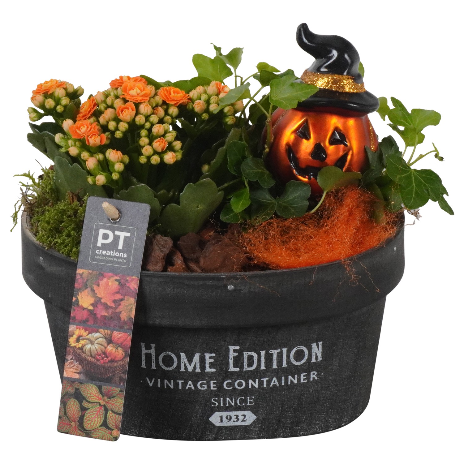 Picture of PTHL1931 Arrangement Halloween in chipwood box P19 21CM