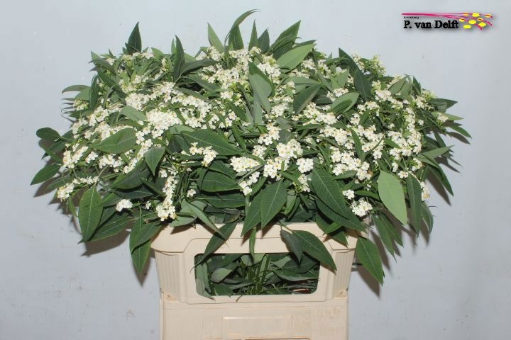 Euphorbia Spray Quicksilver 80cm