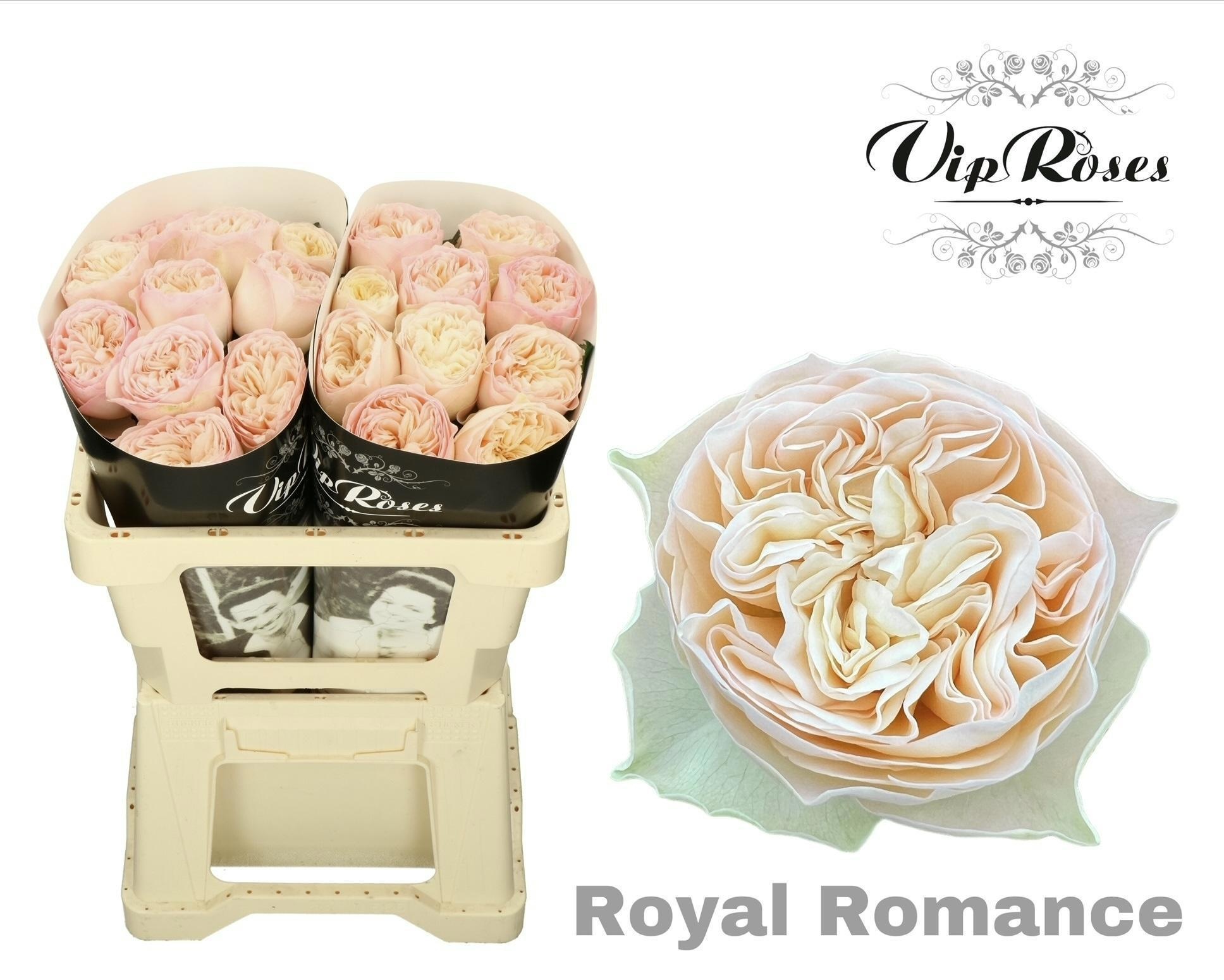 R Gr Royal Romance