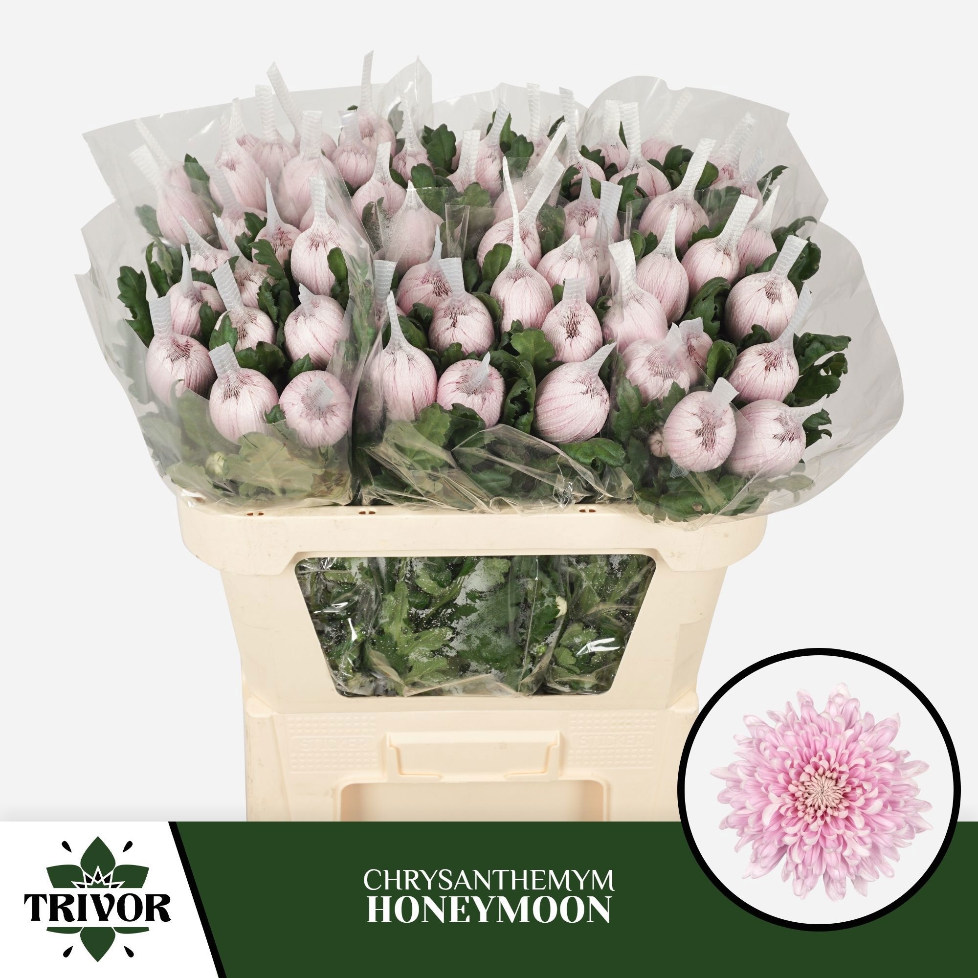 Chrys Single Honeymoon 70cm 70gram