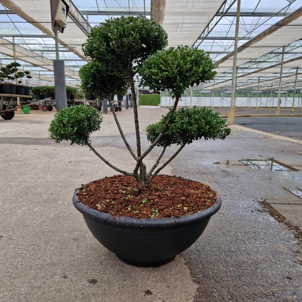 Picture of Ilex cre. Glorie Dwarf P15 40CM (LOOSE)