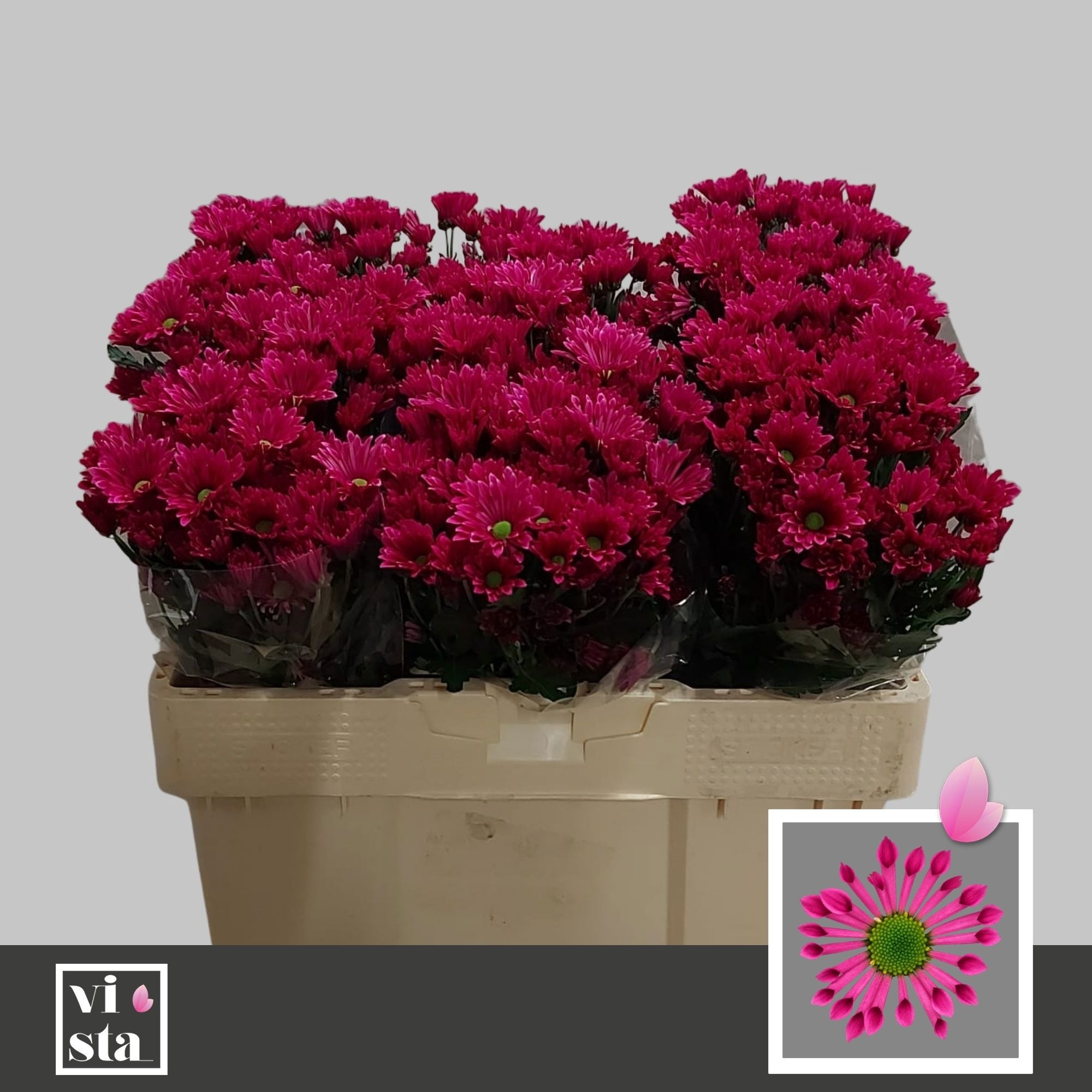 Chr S Aaa Bluff Purp 50cm 600Ø