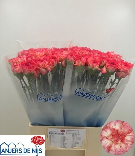 Di St Spr Sp Ar Rosa 60cm