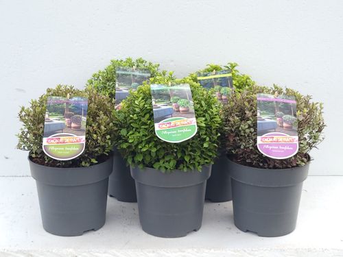 Pittosporum Mixlaag - 'Colours in Shape'p23