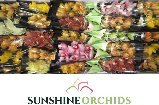 Cymbidium Asst Mini 30cm