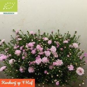 Ast Double Da Pink 70L.cm 170gram 23bloei