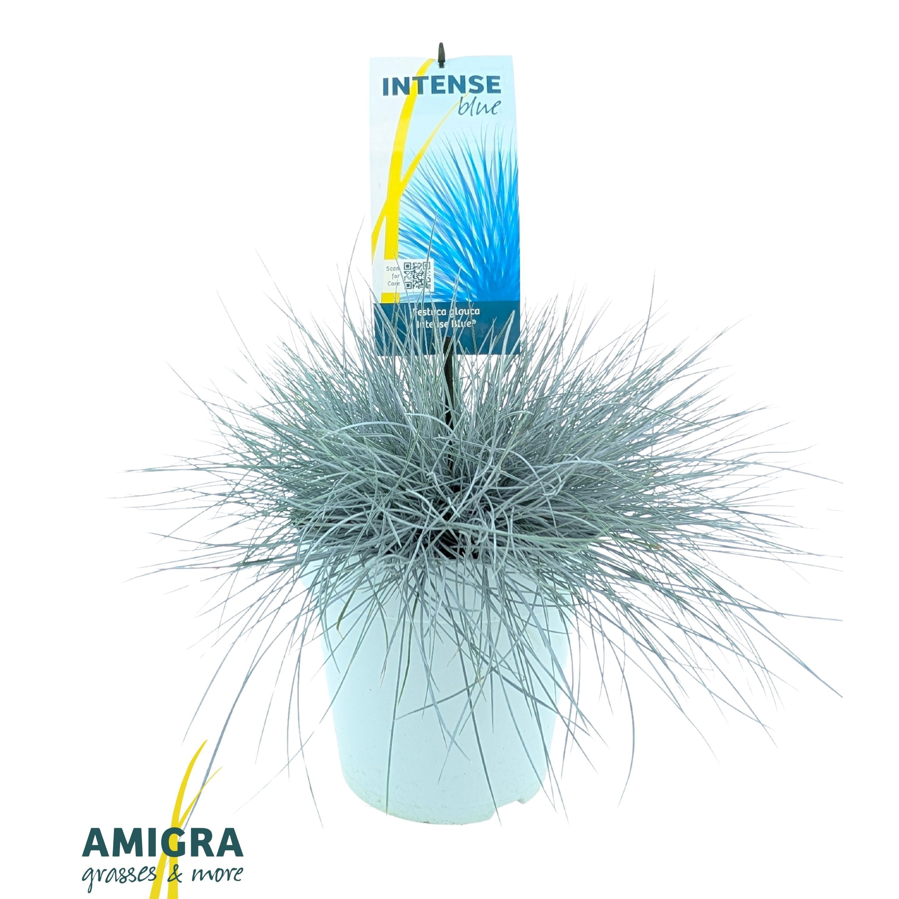 Festuca glauca Intense Blue ('Casblue')