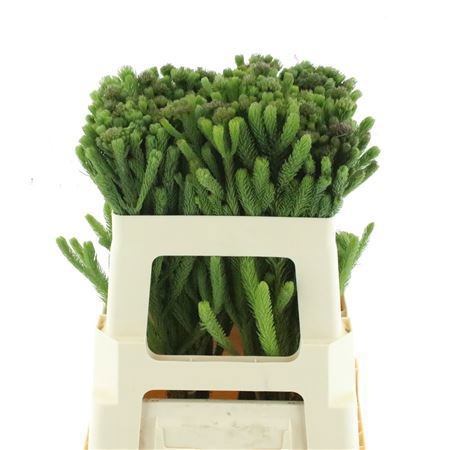Asst Cutflowers 50cm