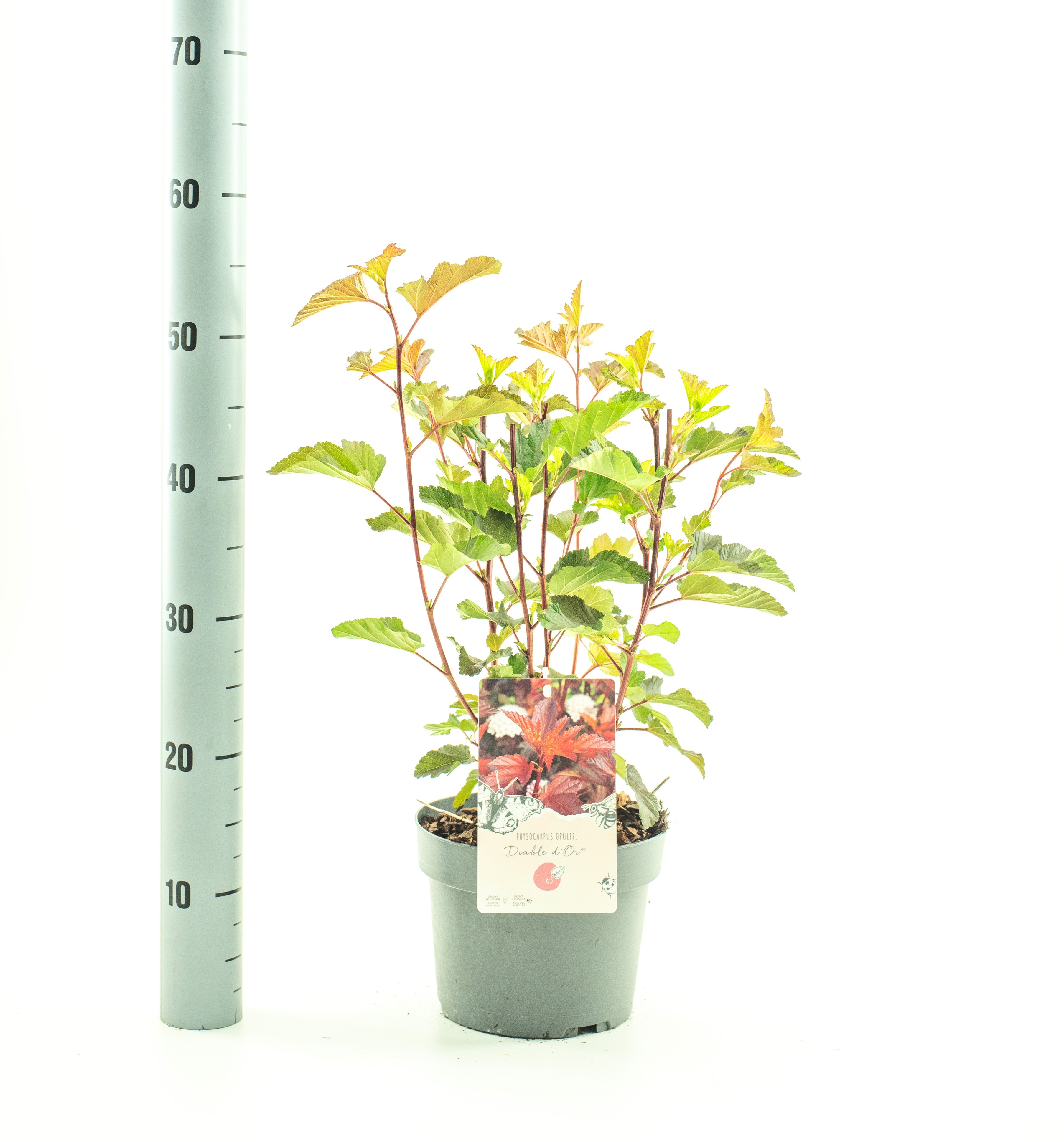 Picture of Physocarpus op. Diable d'Ór P19 (3 Ltr)