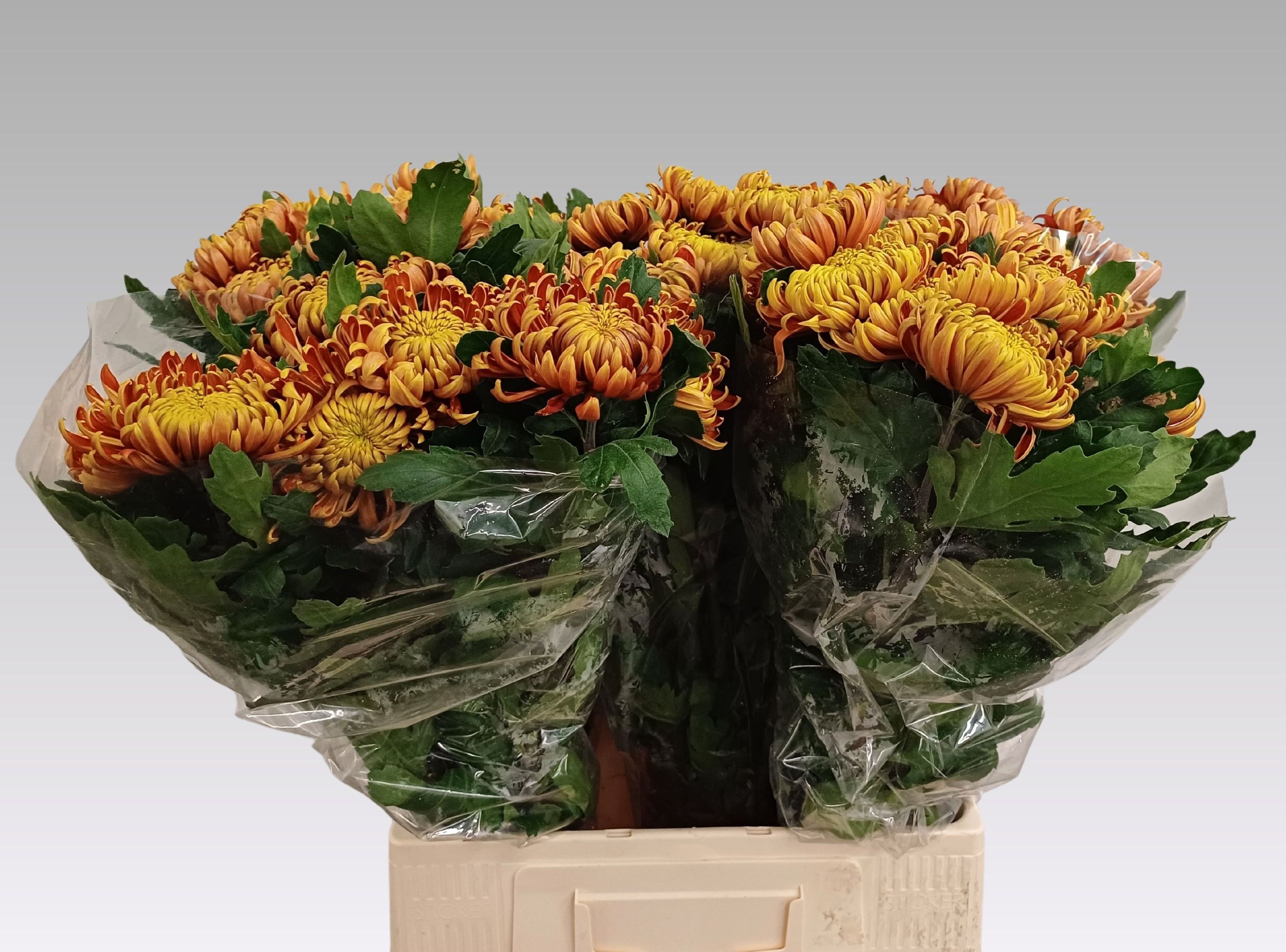 Chr G Fuego 80L.cm 80gram 23bloei