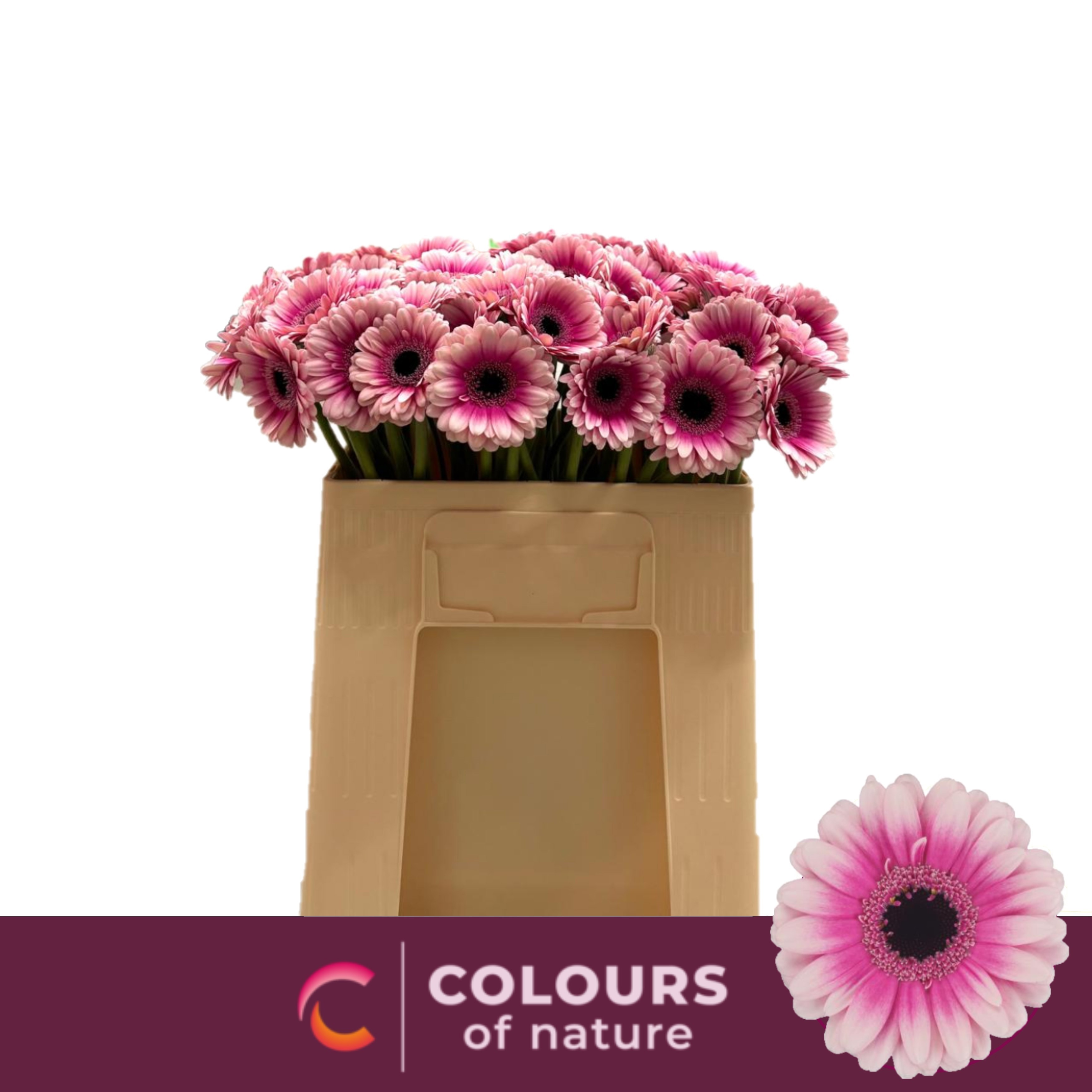 Gerbera Mini Leando