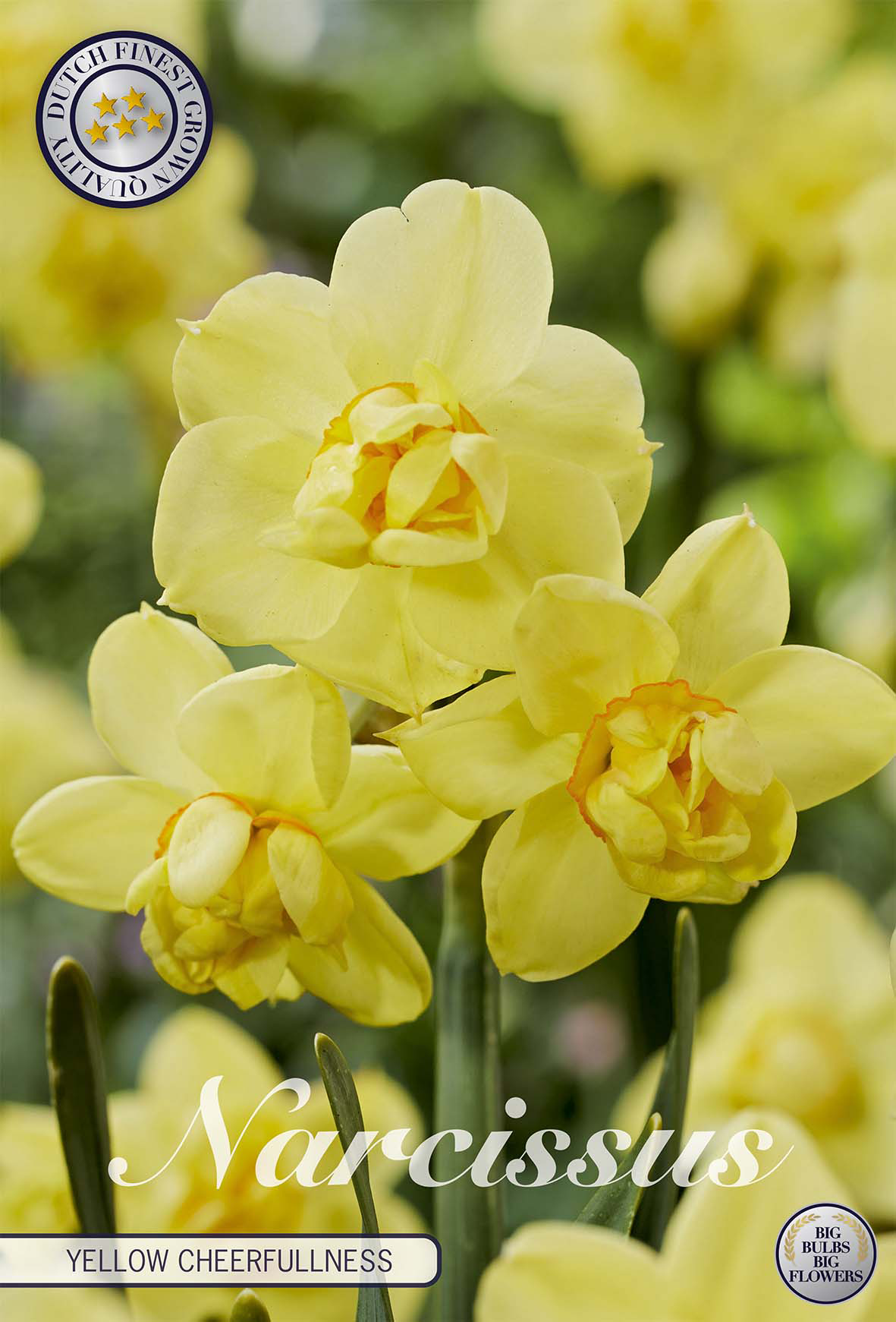 Narcissus (D) 'Yellow Cheerfulness'