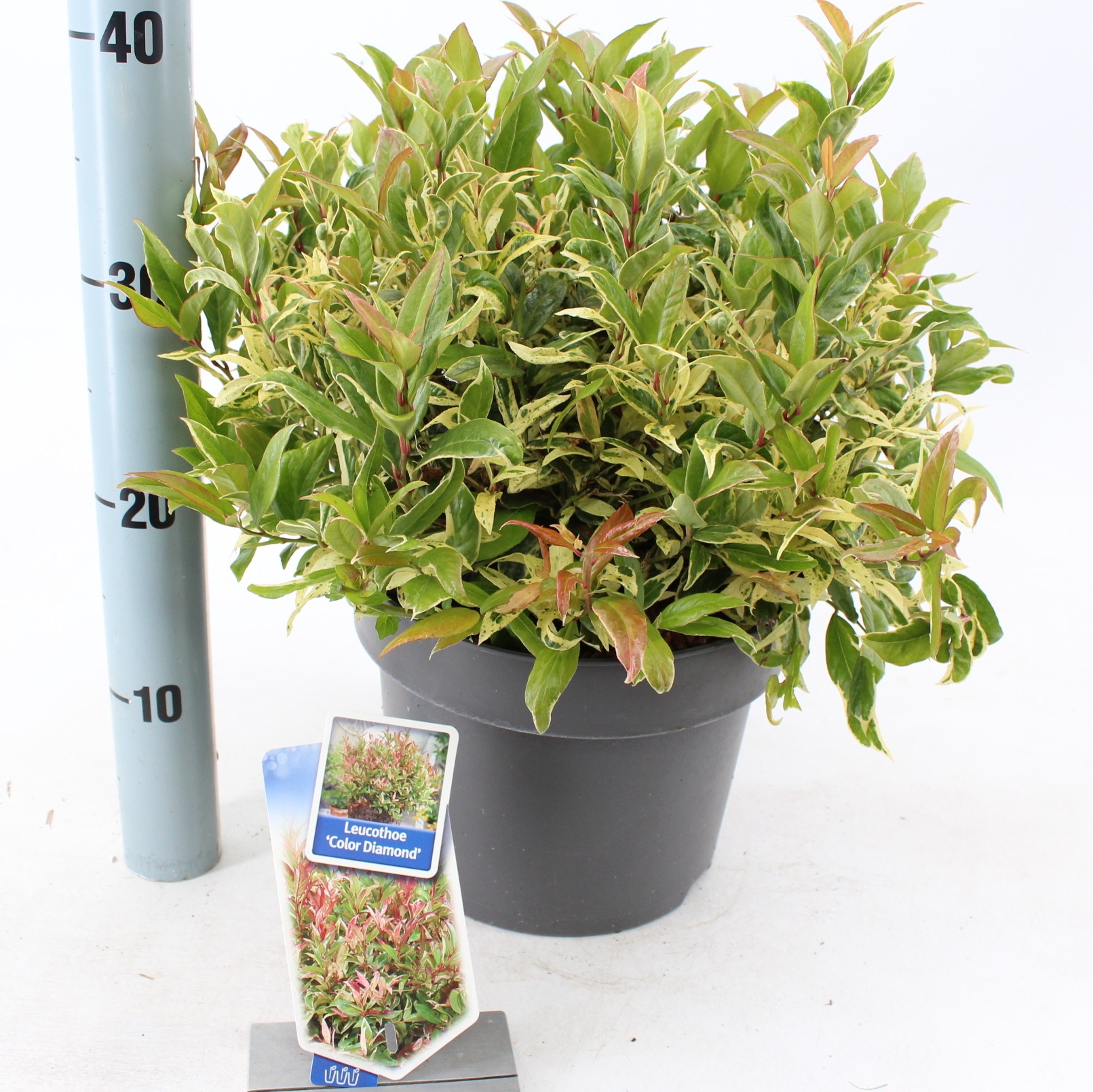 Picture of Leucothoe 'Color Diamond'