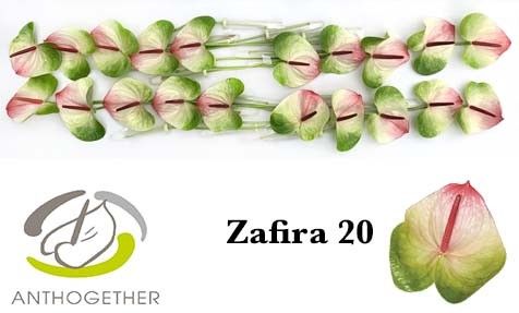 Anth A Zafira