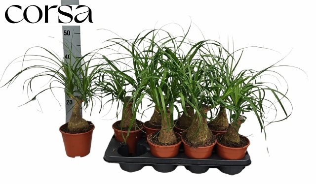 Nolina (BEAUCARNEA) 14Ø 45cm