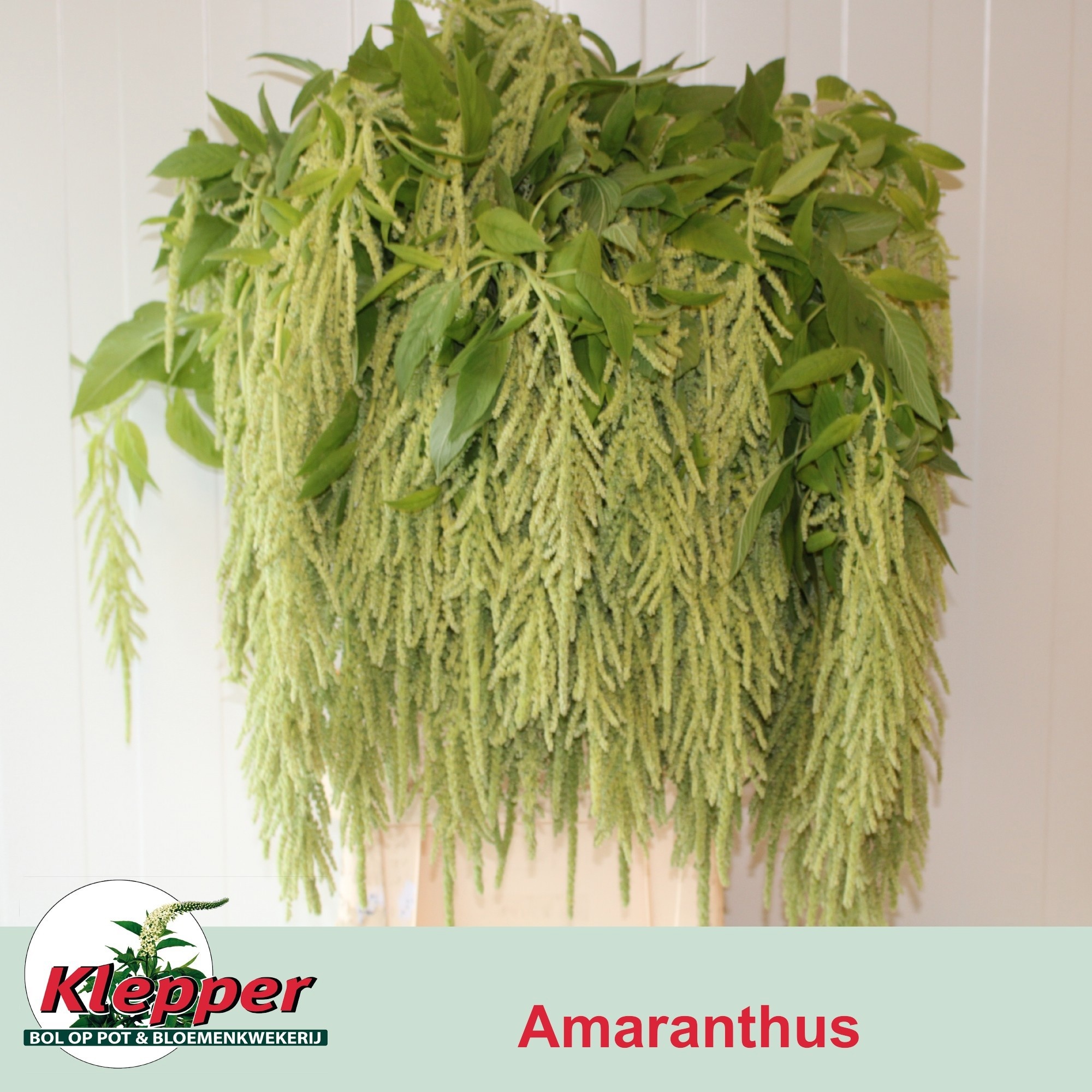 Amaranthus Hang Viridis 90cm