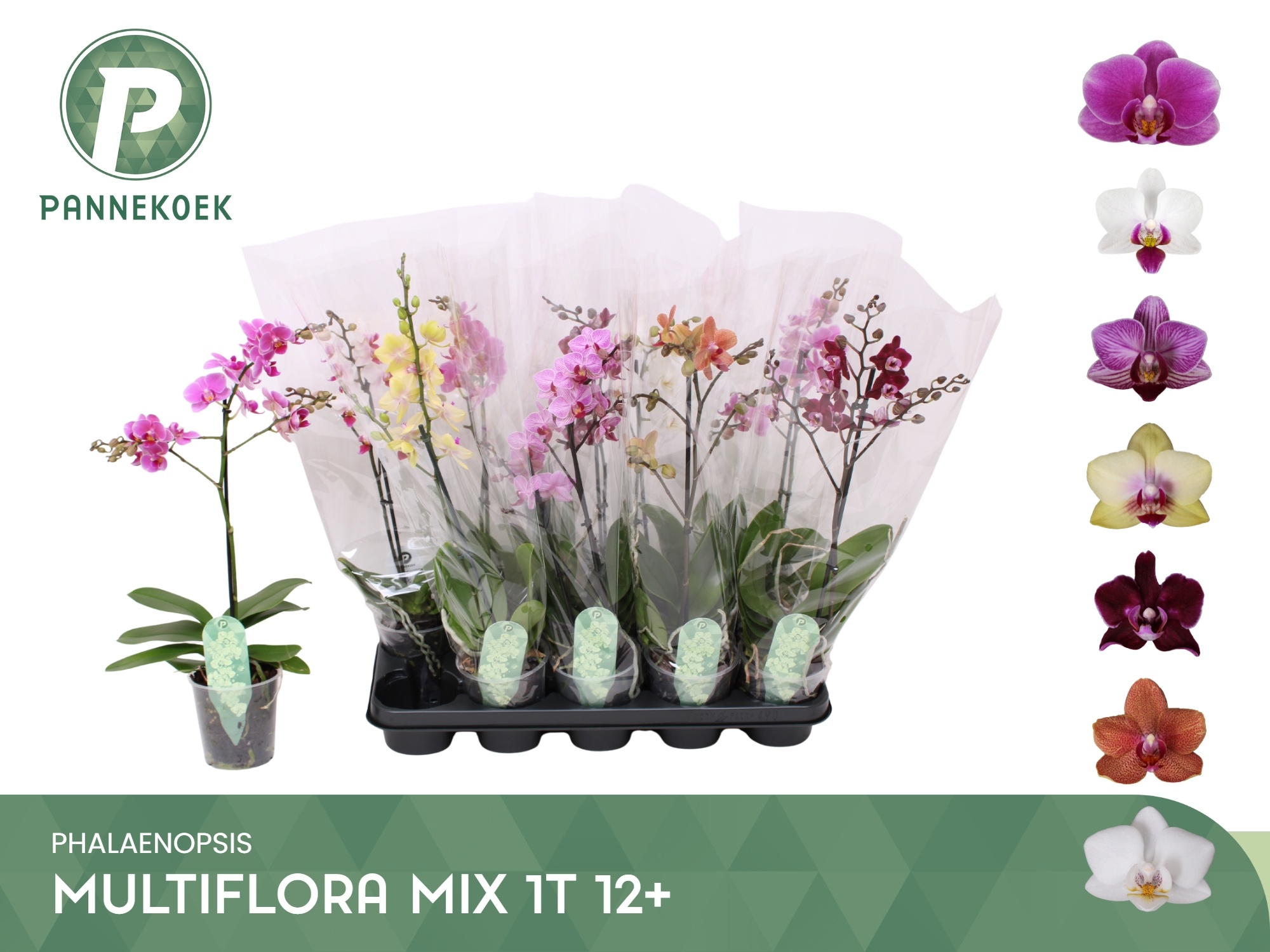 Phal Mf Gem 6 Kl 12Ø 55cm