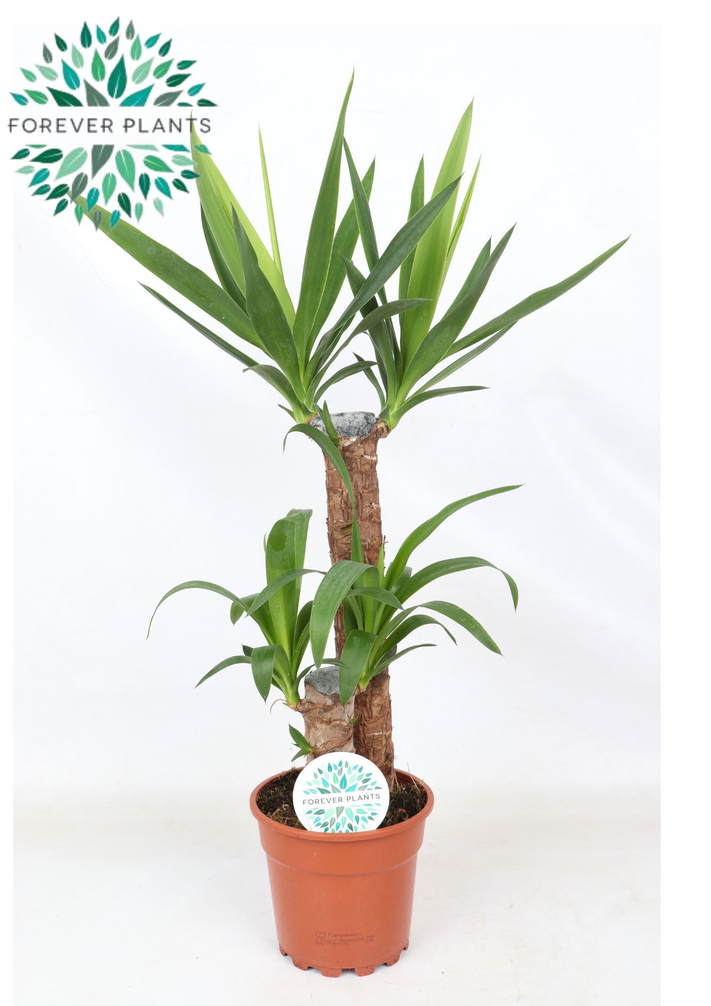 Yucca , 45+20 (2+ KOP)