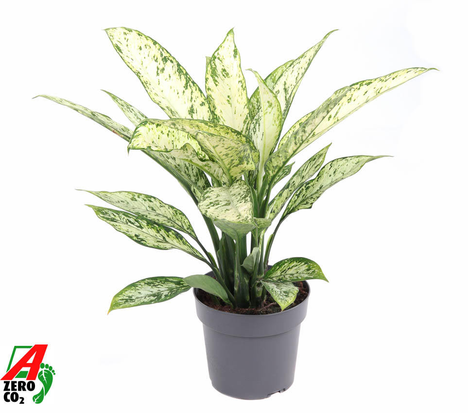 Picture of Dieffenbachia Vesuvius P19 60CM (LOOSE)