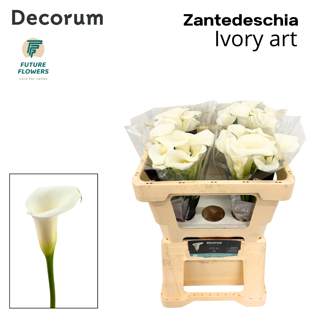 Zant Ivory Art
