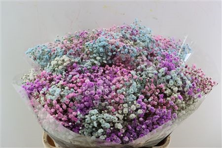 Gypsophila Painted 80cm 40gram