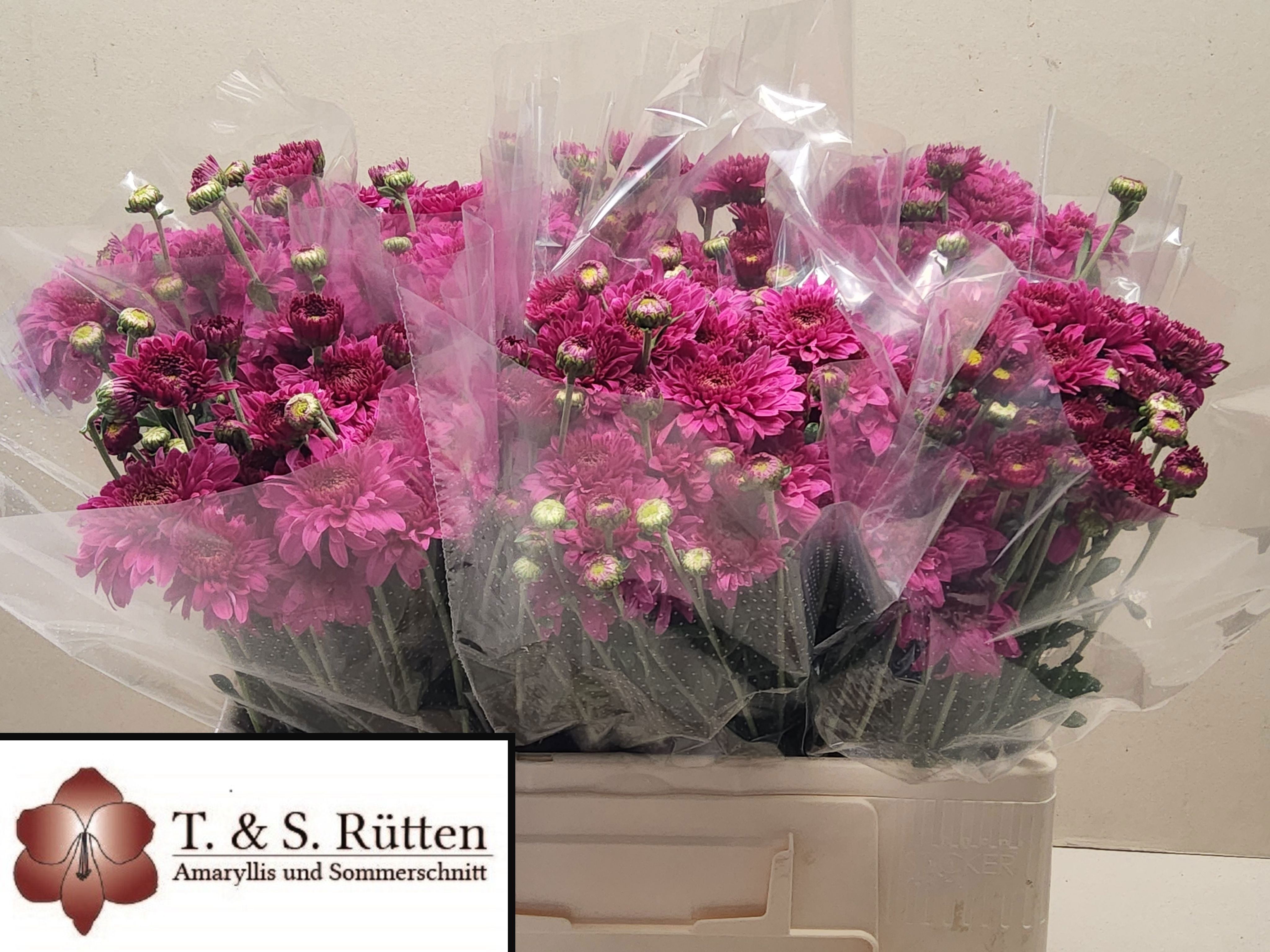 Chrysant T Beppie Purper 45gram