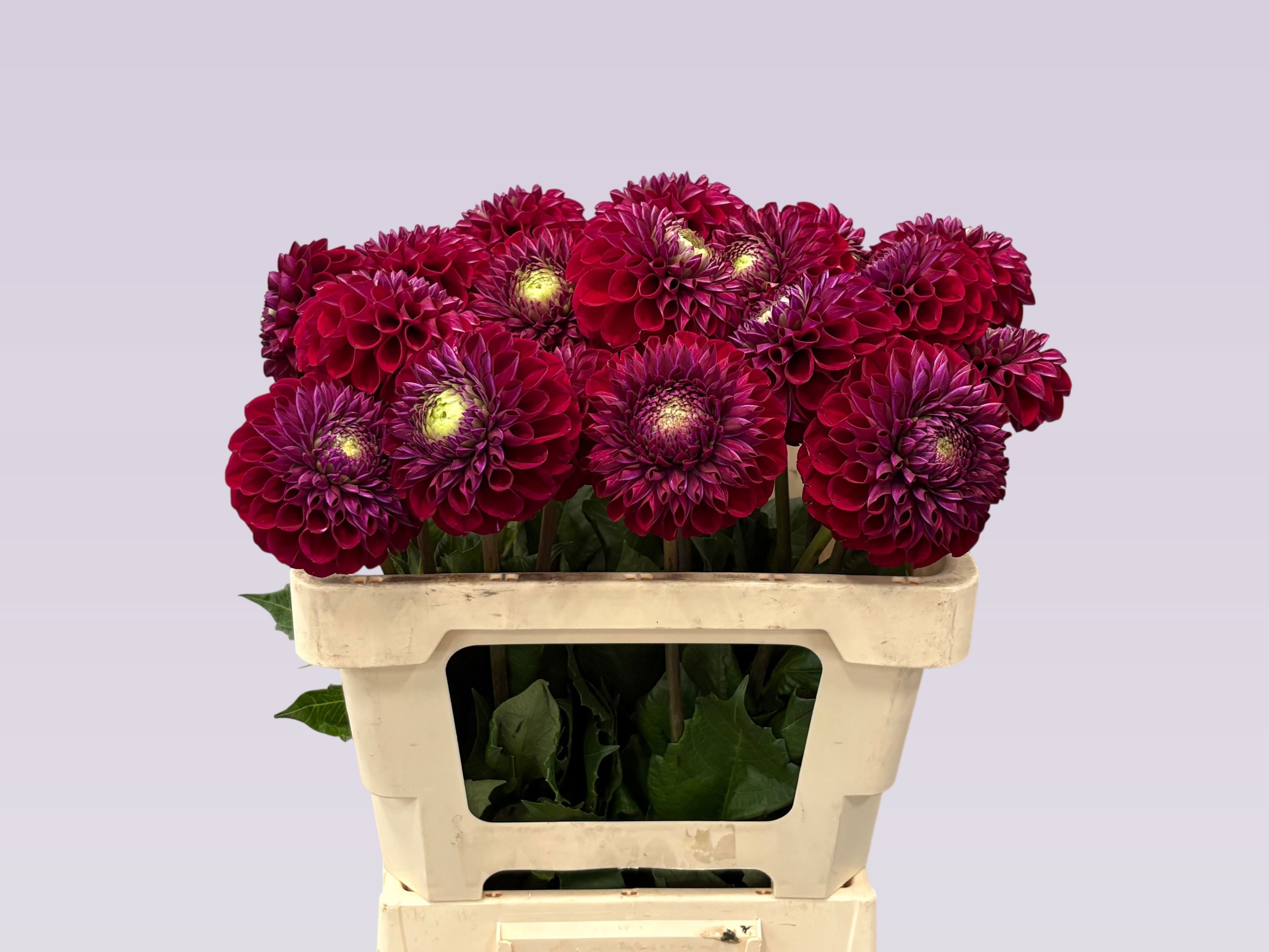 Dahlia Ivannetti 60cm