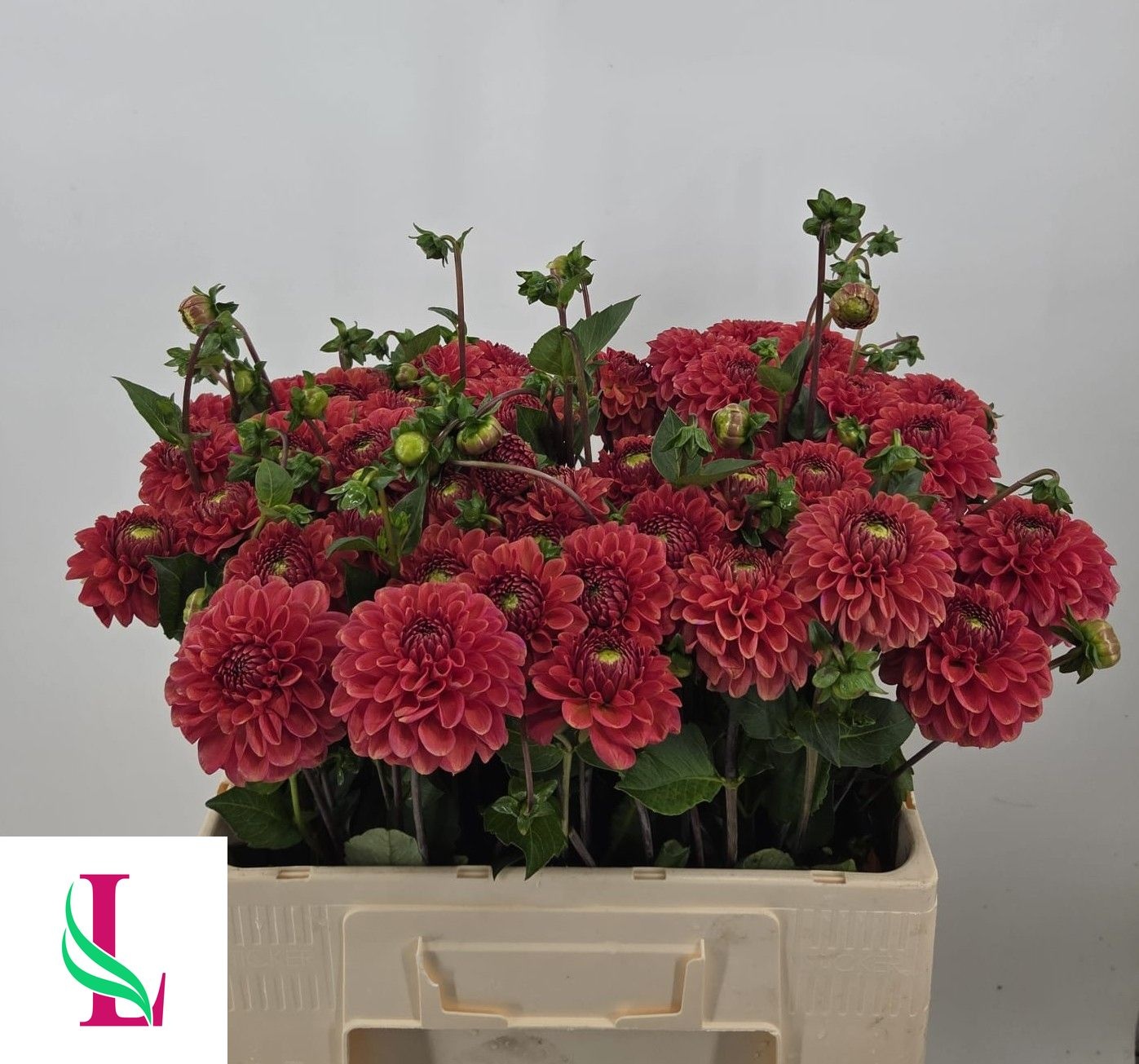 Dahlia Orange Fox 50cm