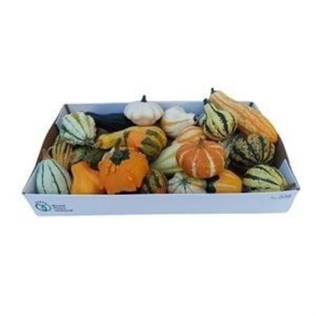 Cucurbita Pepo
