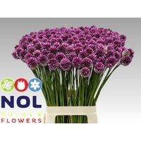 Allium Sphaerocephal