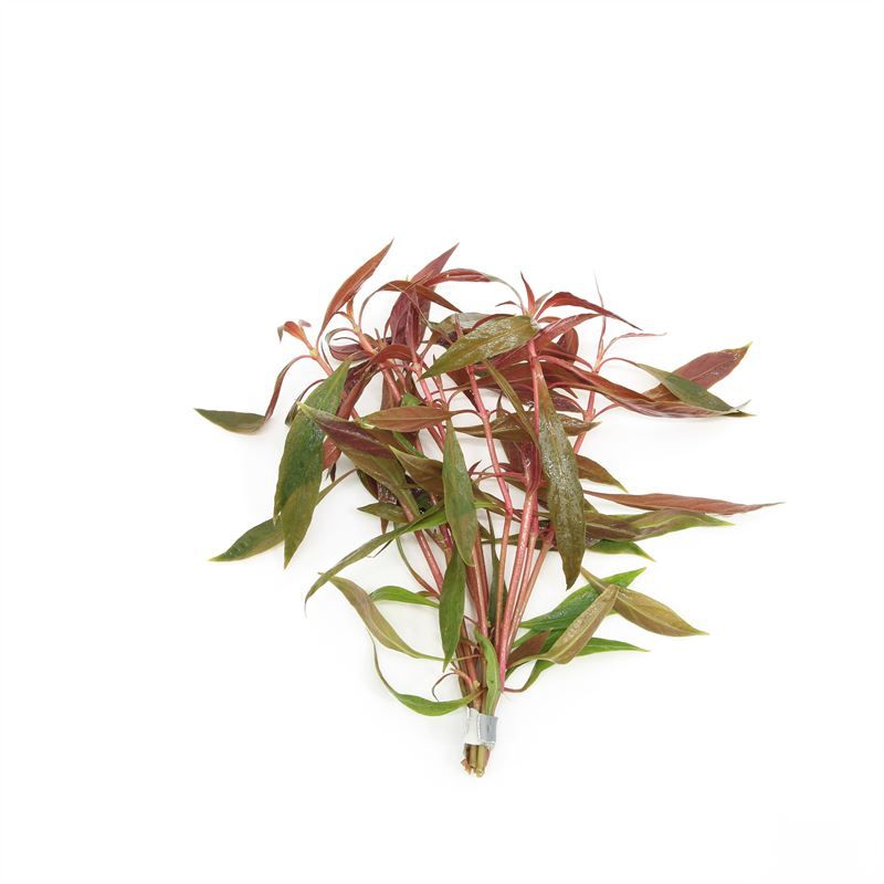 Alternanthera sessilis (Bos)
