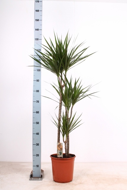 Dra Marginata 24P 145H 3stek 3kop