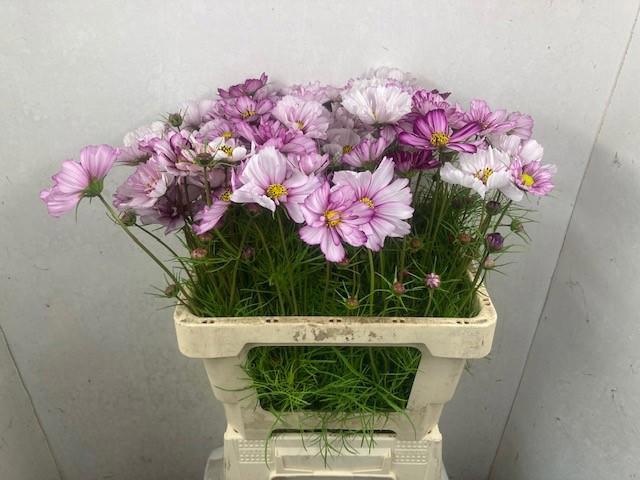 Cosmos Bipinnatus