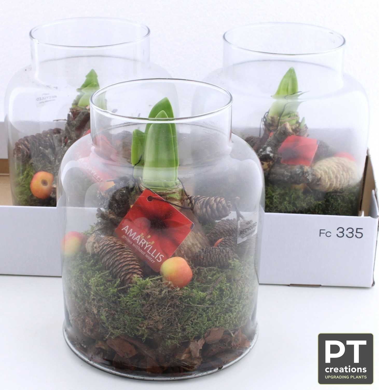 Arr Bol Knolgewas 17P 26cm 12bloei