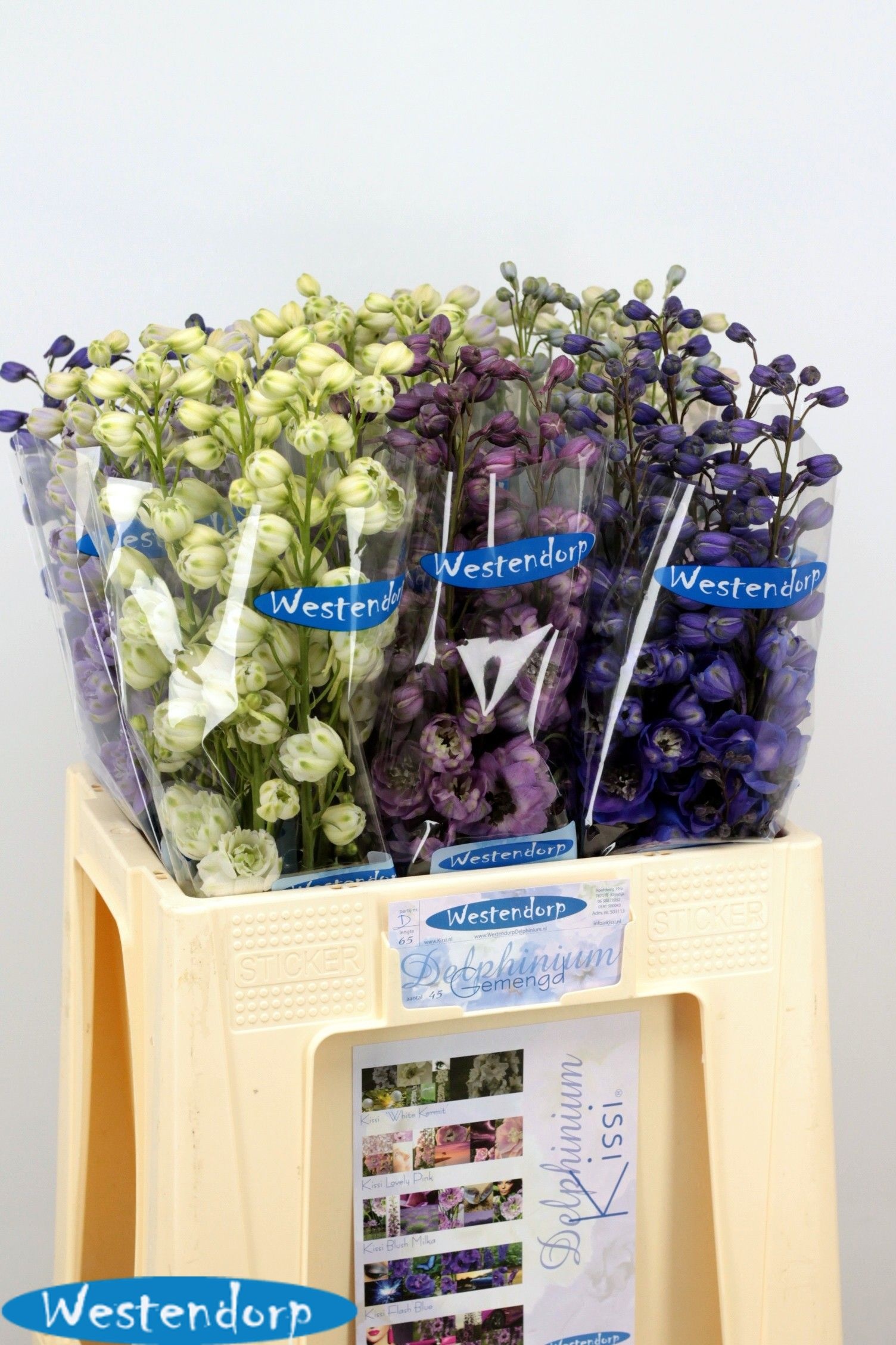 Delphinium El Mixed 60cm