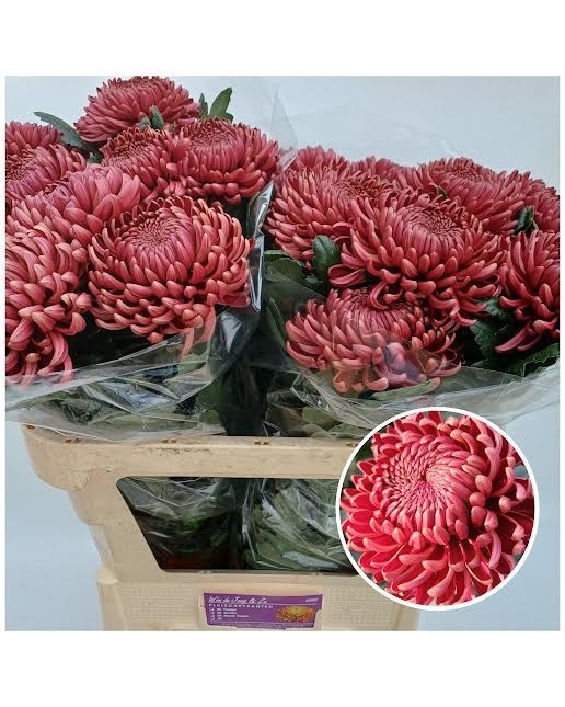 Chrys Single Bigoudi Red 80cm 120gram
