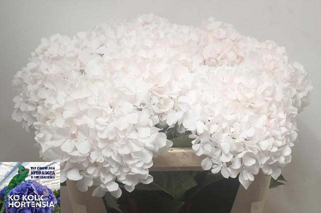 Hydrangea Sweet Verena 70cm 20Ø