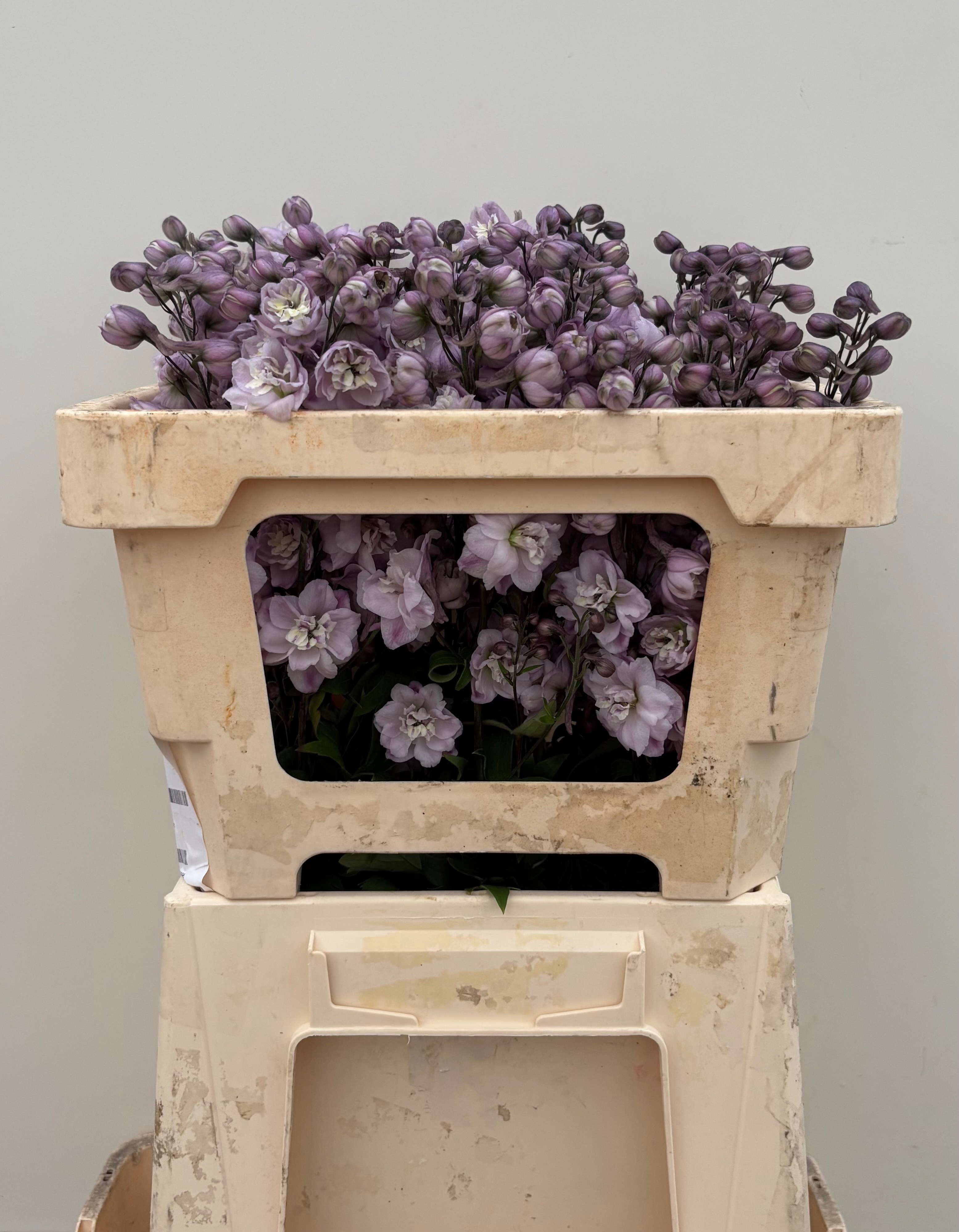 Delphinium Elatum Dewi Flaming 50cm
