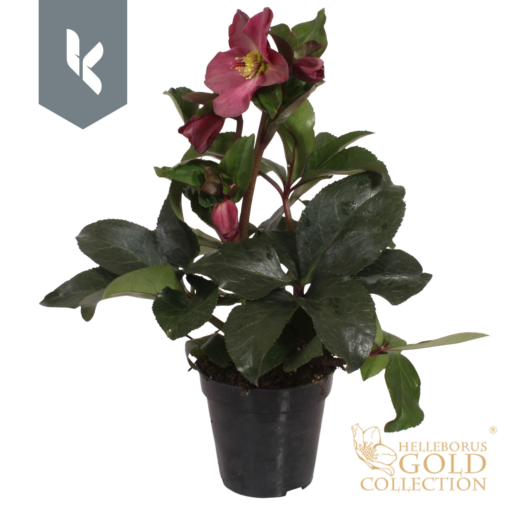 Picture of HGC Helleborus Ice N Roses Red P13 GOLD-COLLECTION