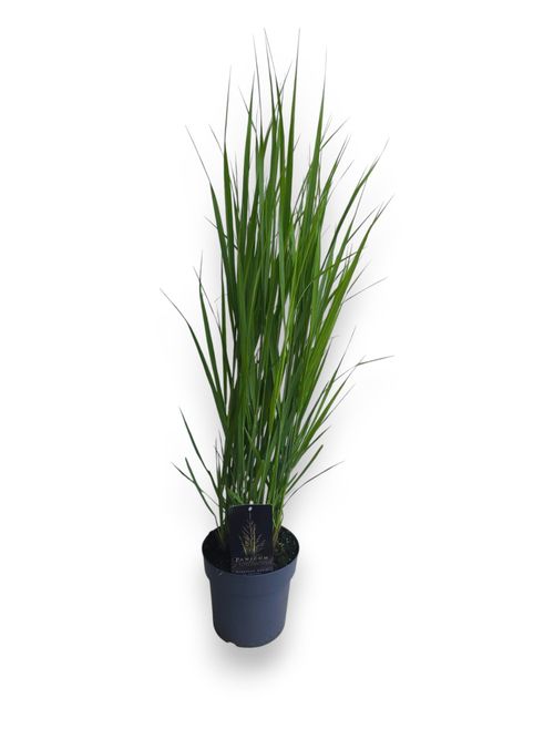 Panicum virgatum 'Northwind' p19 Stra