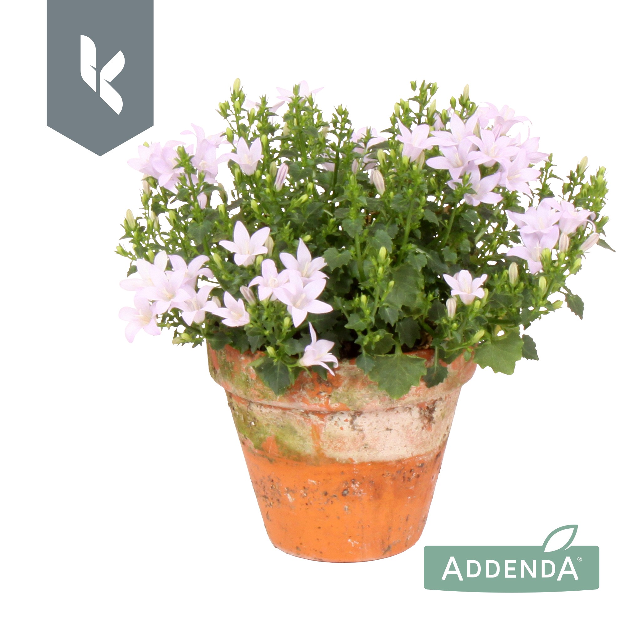 Picture of Campanula Ambella White in terracotta. P10.5 22CM