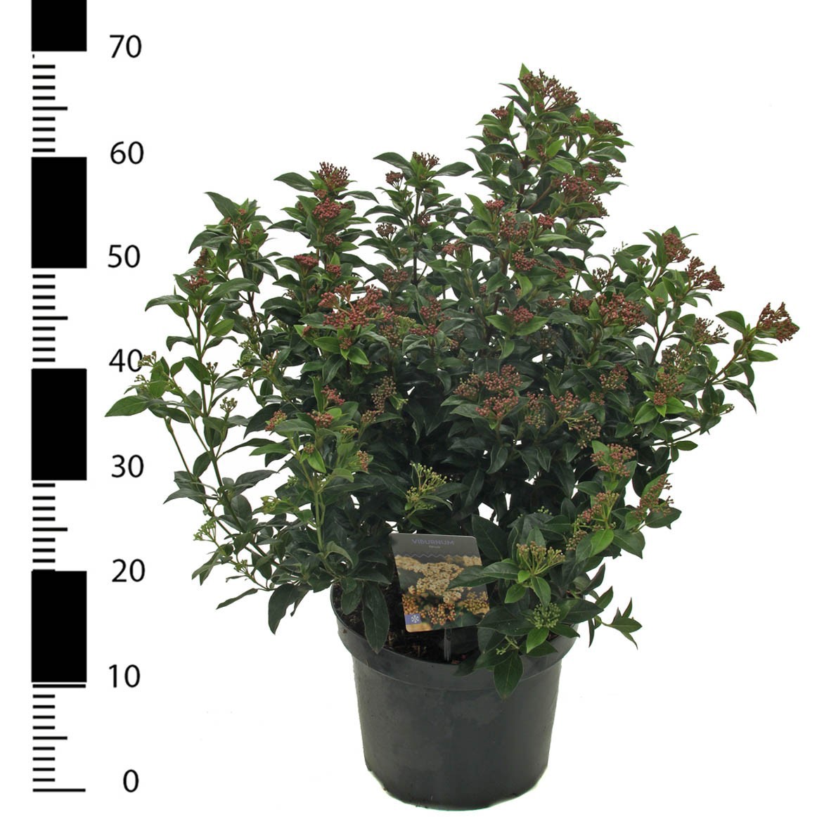 Picture of Viburnum tinus