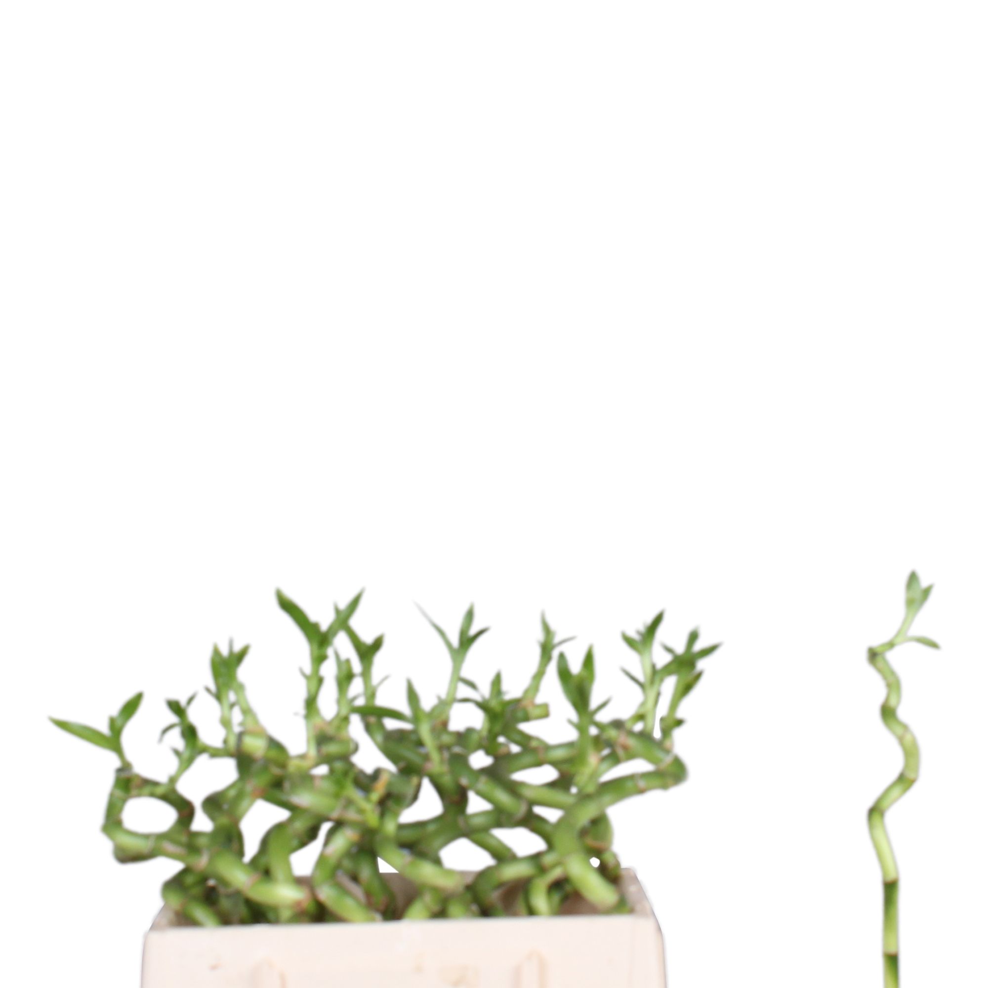 Drac S Lucky Bamboo