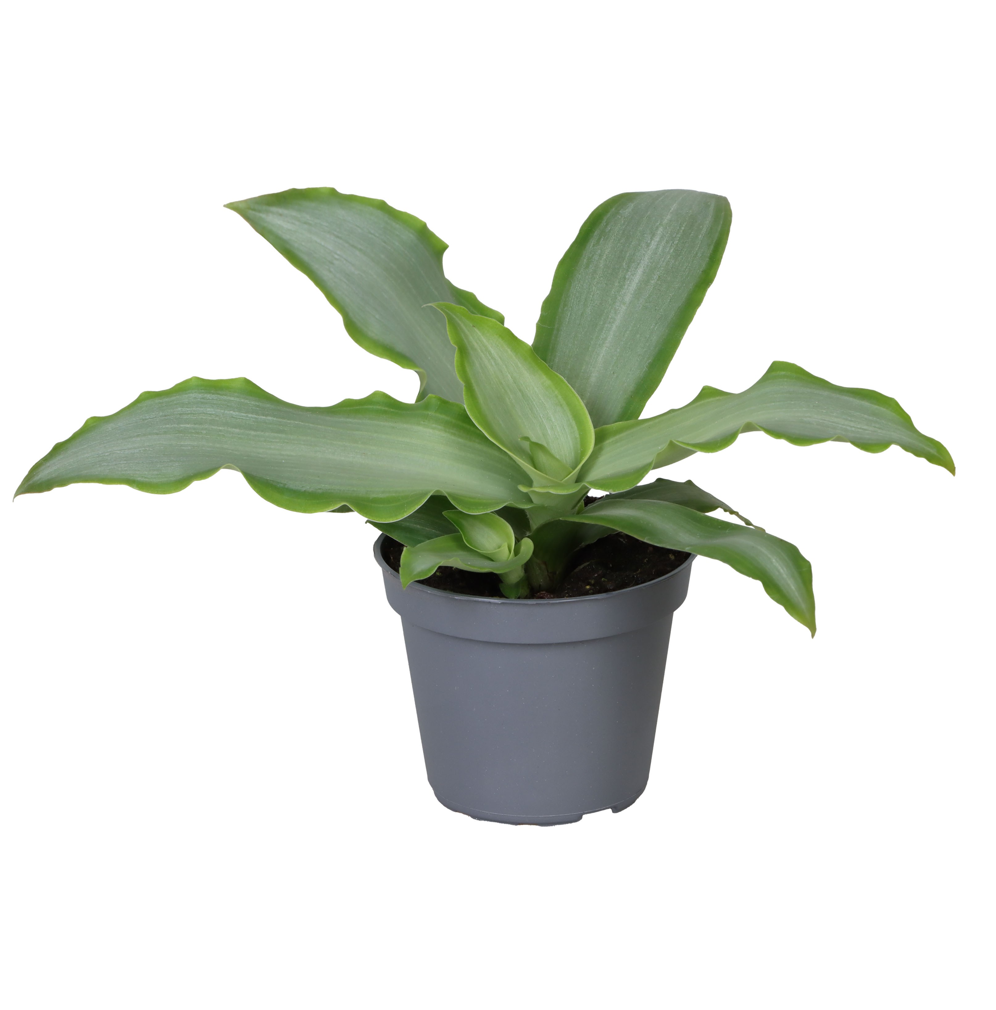 Picture of Tradescantia Silver P6 10CM