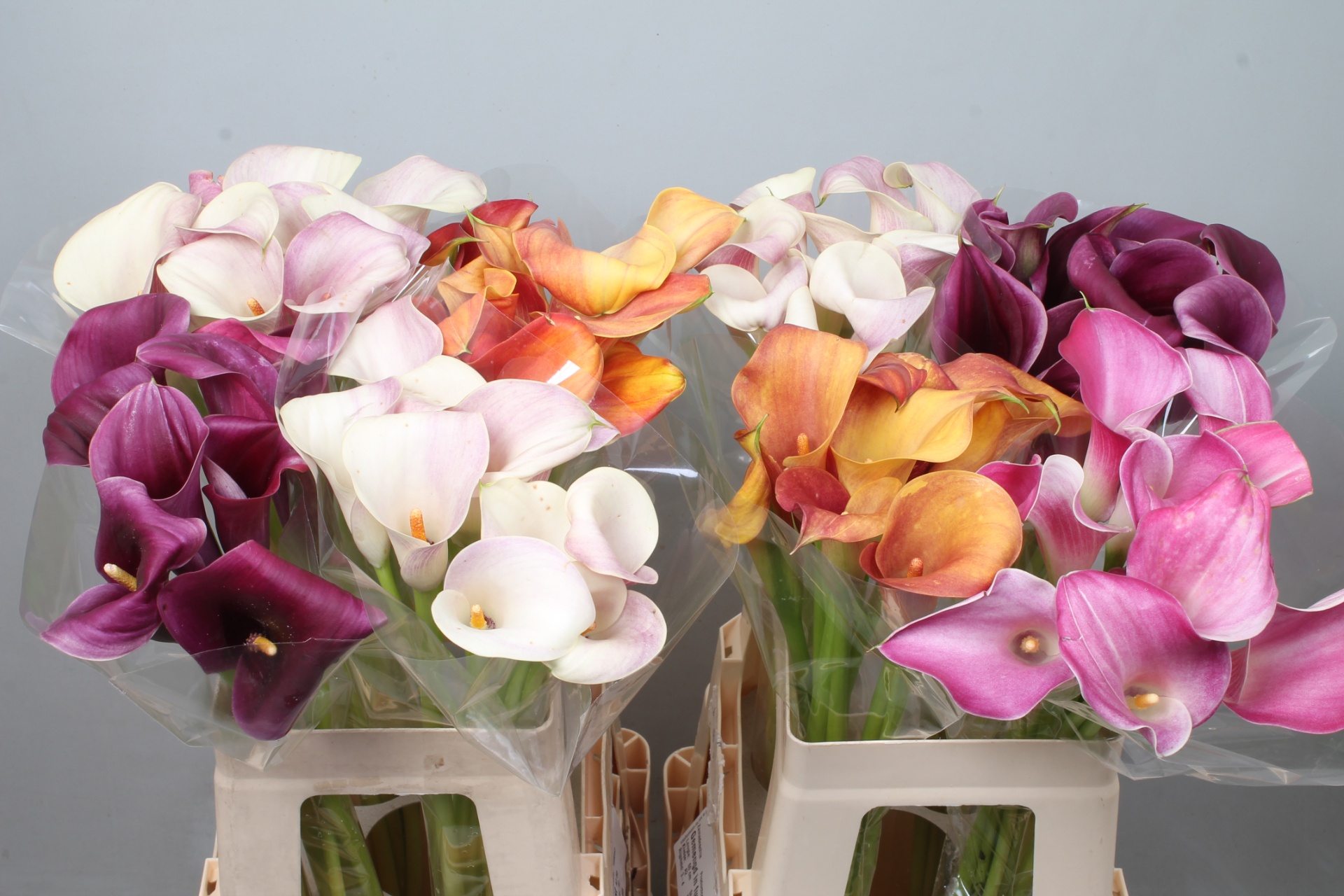 Calla Assorted 60cm