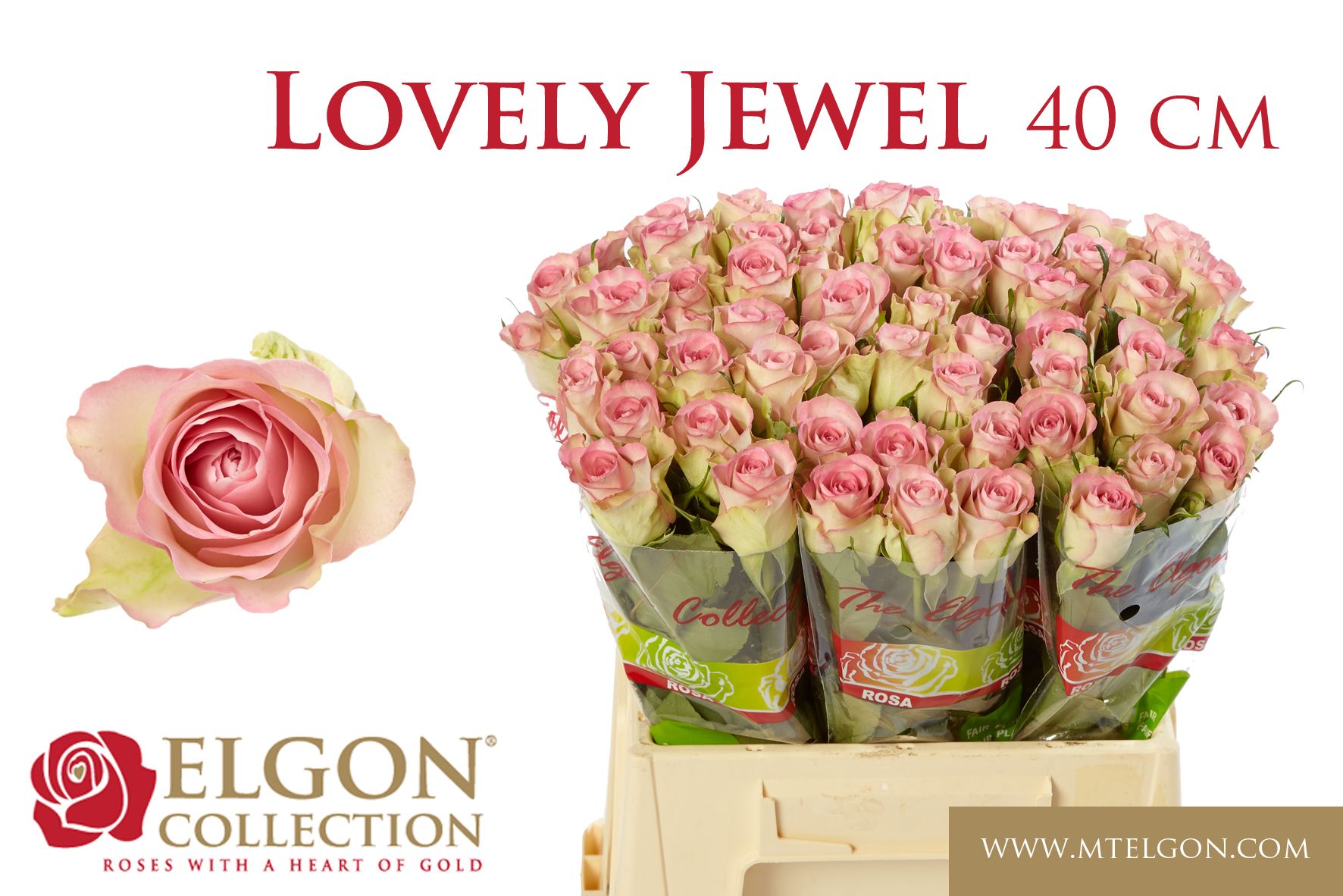 R Gr Lovely Jewel
