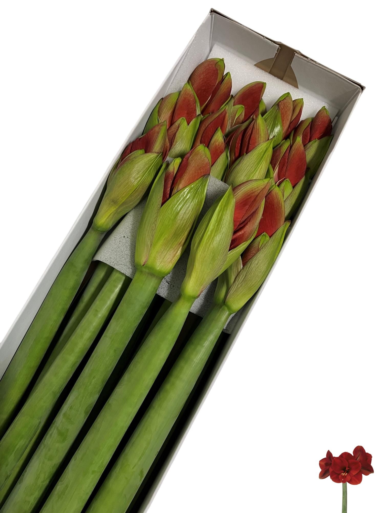 Hippeastrum Ferrari 4bl
