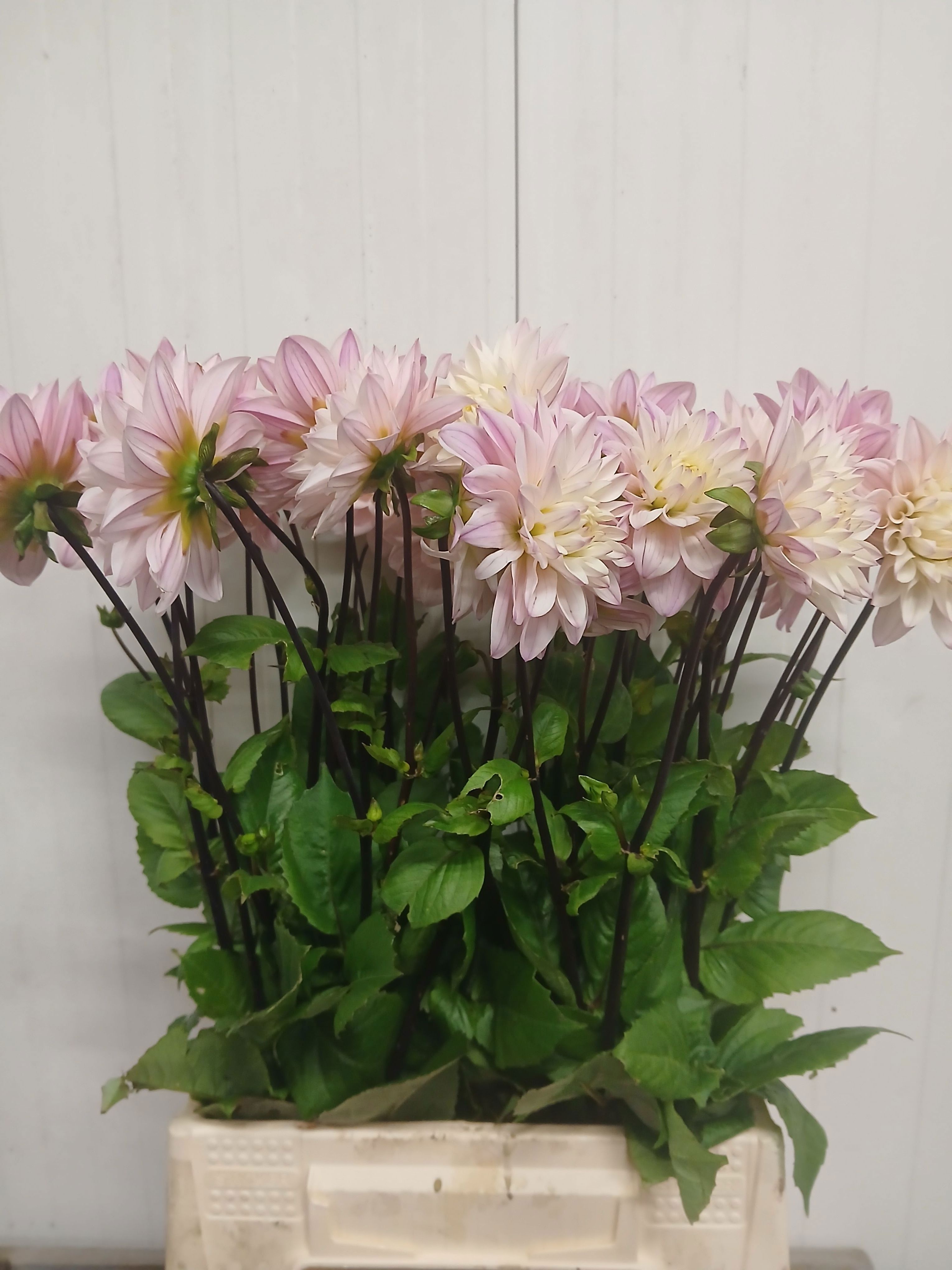 Dahlia Karma Prospero 50cm